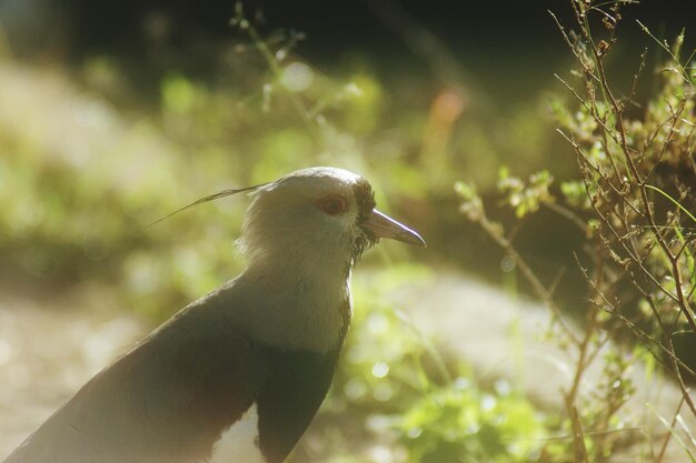 写真 背景に木がある鳥のクローズアップ