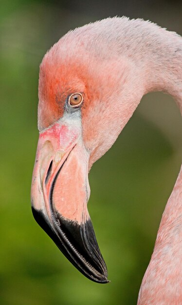 写真 鳥のクローズアップ