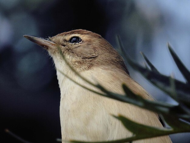 写真 鳥のクローズアップ