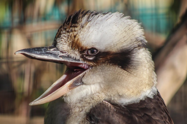 写真 鳥のクローズアップ