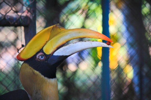 写真 鳥のクローズアップ