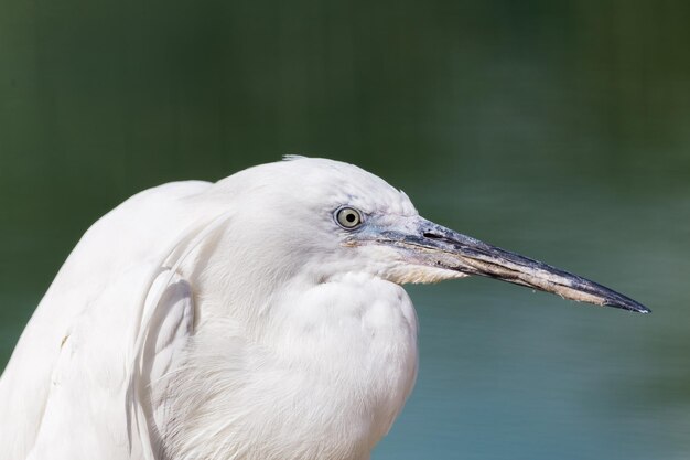 写真 鳥のクローズアップ