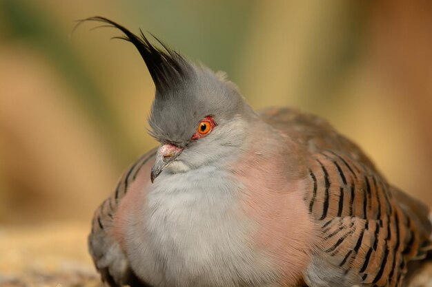 写真 鳥のクローズアップ