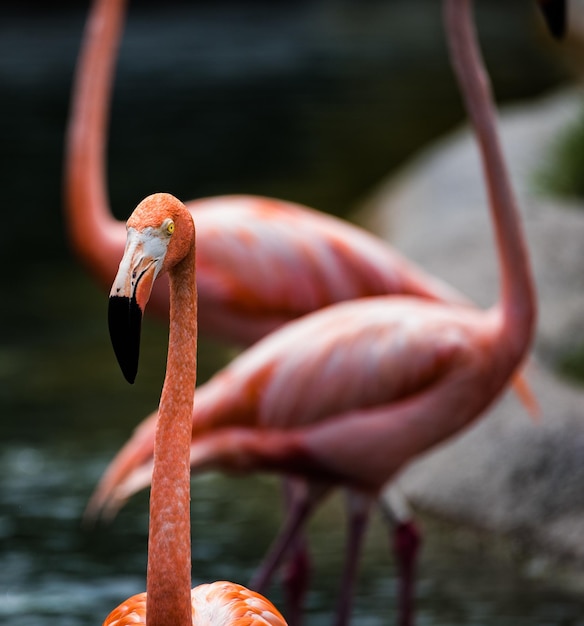 写真 鳥のクローズアップ