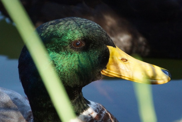 写真 鳥のクローズアップ