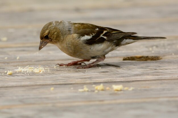 写真 鳥のクローズアップ