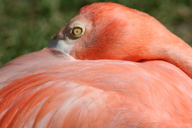 写真 鳥のクローズアップ