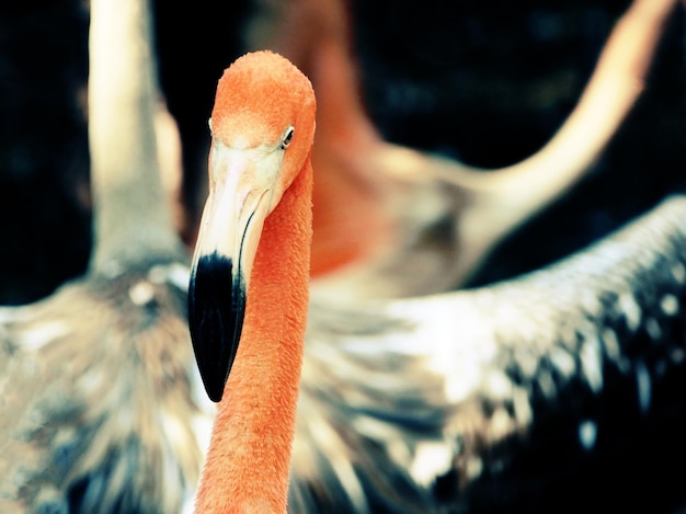 写真 鳥のクローズアップ