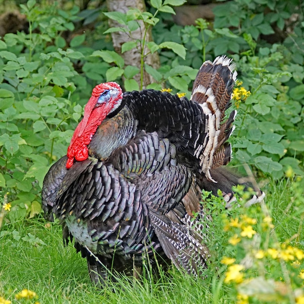 写真 鳥のクローズアップ