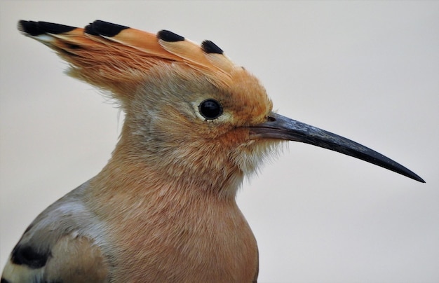 写真 鳥のクローズアップ