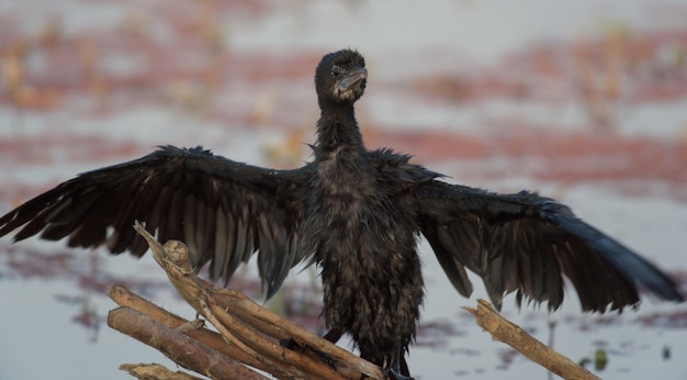 写真 鳥のクローズアップ