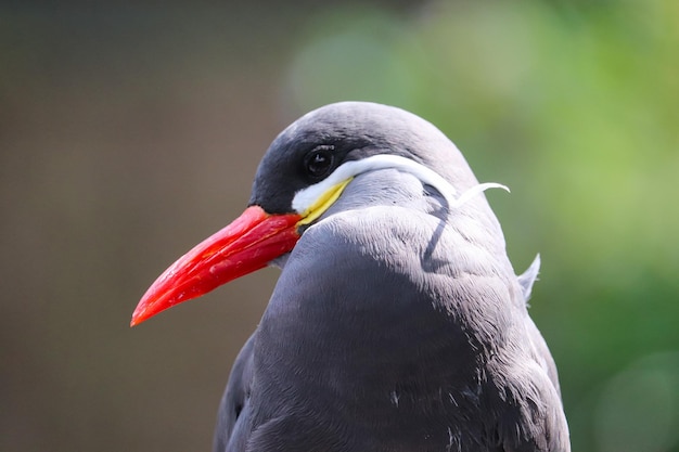 写真 鳥のクローズアップ