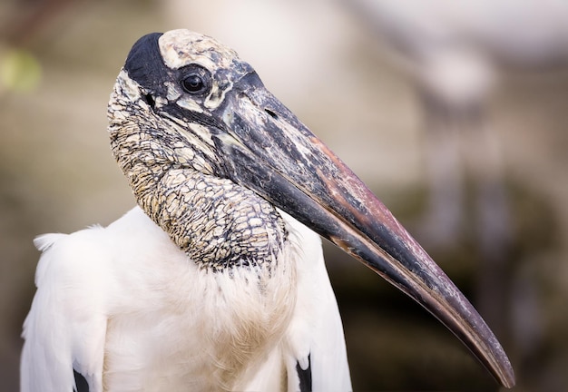 写真 鳥のクローズアップ