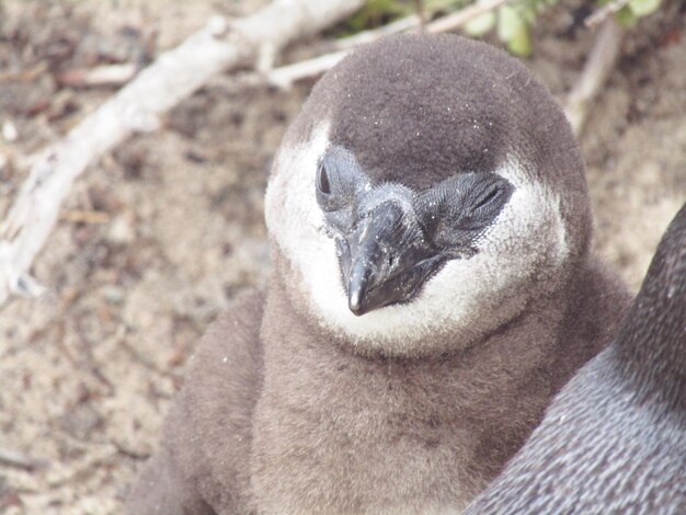 写真 鳥のクローズアップ