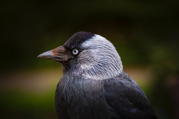 写真 鳥のクローズアップ