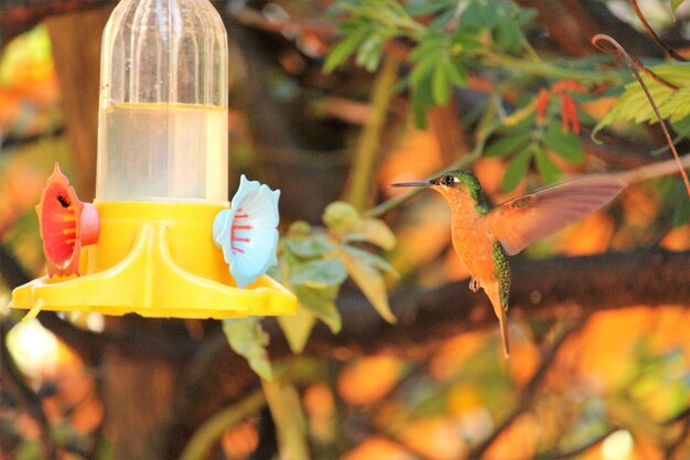 写真 鳥のクローズアップ