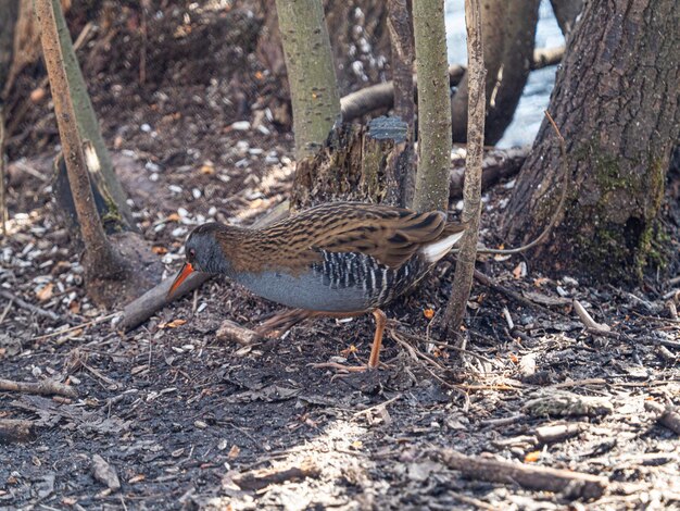 写真 鳥のクローズアップ