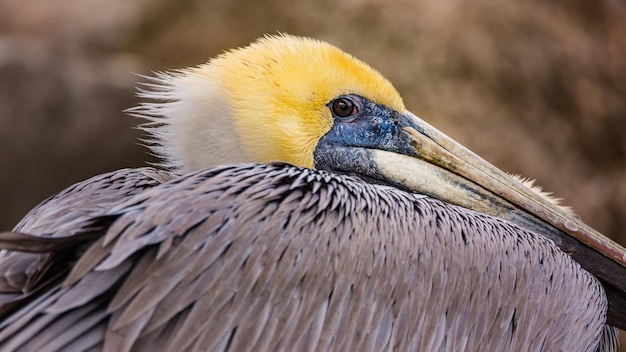 写真 鳥のクローズアップ