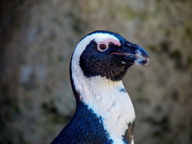 写真 鳥のクローズアップ