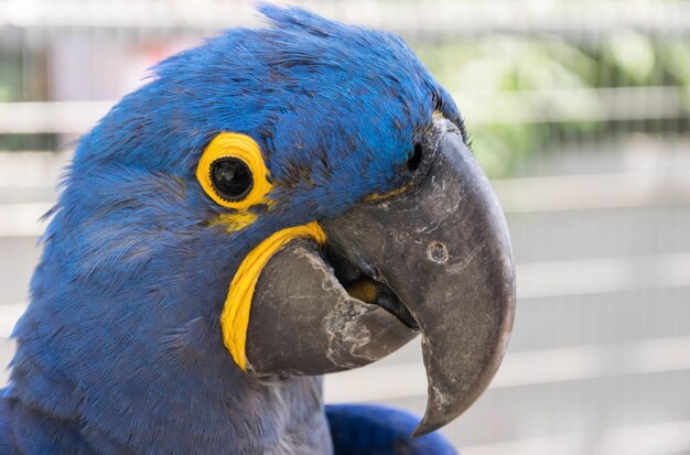 写真 鳥のクローズアップ