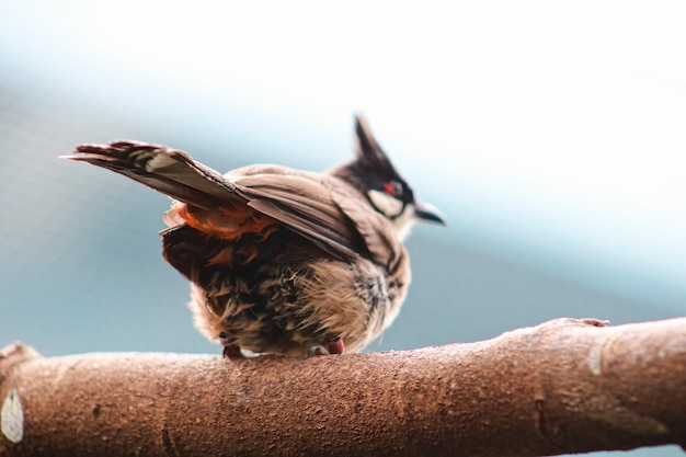 写真 鳥のクローズアップ