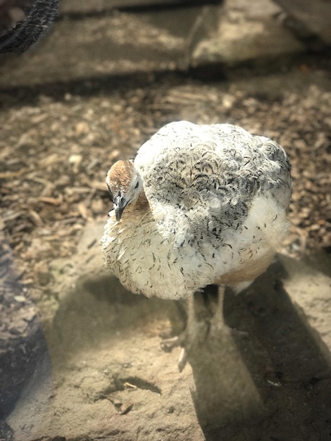 写真 鳥のクローズアップ