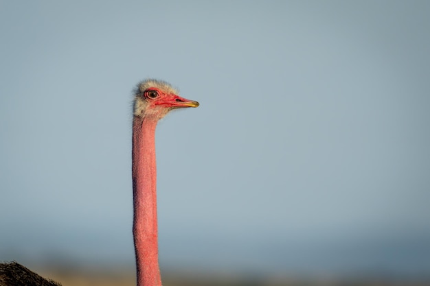 写真 鳥のクローズアップ