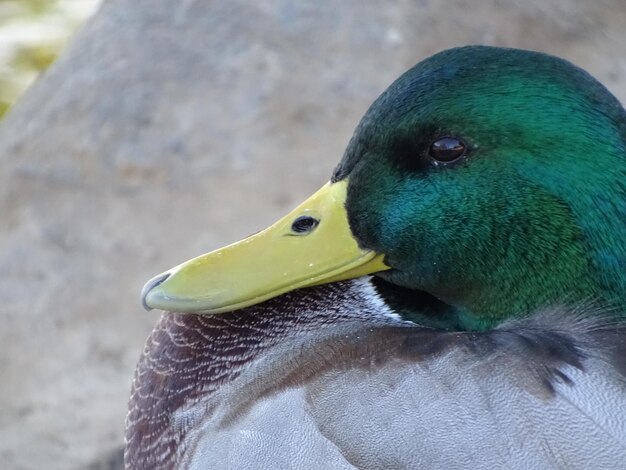 写真 鳥のクローズアップ