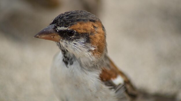 写真 鳥のクローズアップ