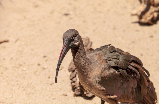 写真 鳥のクローズアップ