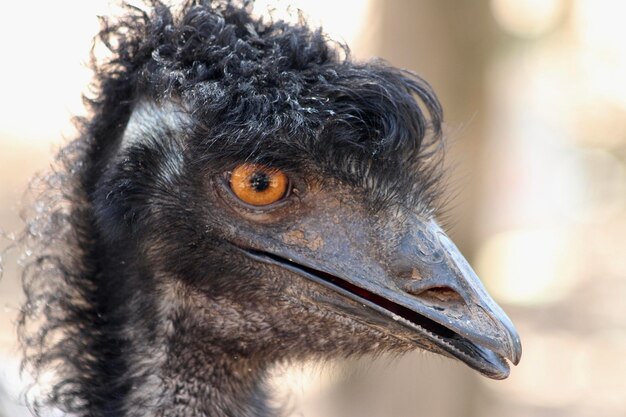 写真 鳥のクローズアップ