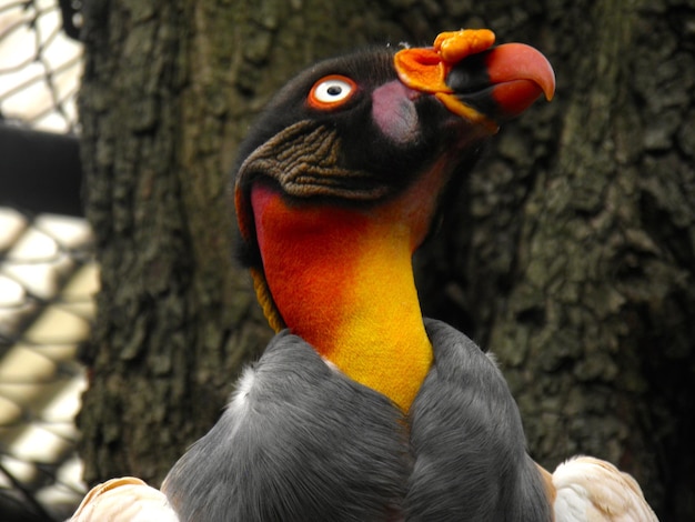 写真 鳥のクローズアップ