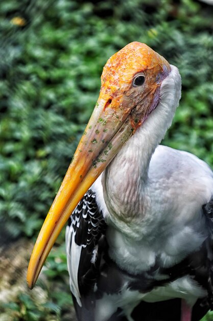 写真 鳥のクローズアップ