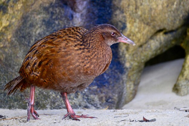 写真 鳥のクローズアップ