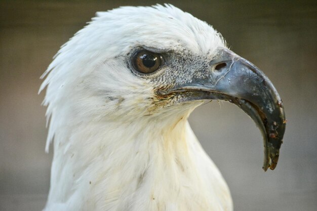 写真 鳥のクローズアップ