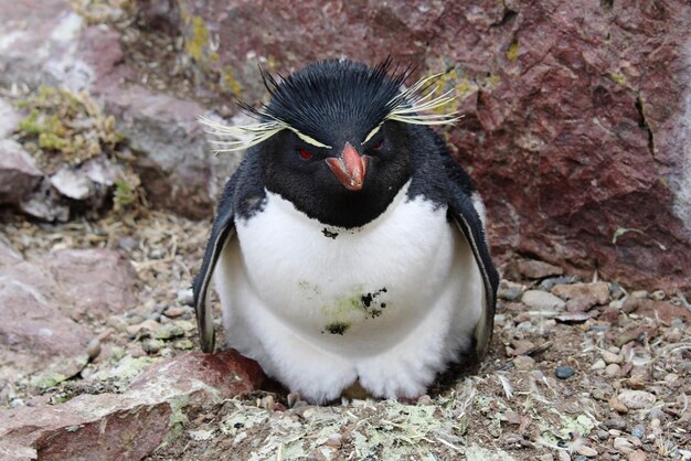 写真 鳥のクローズアップ