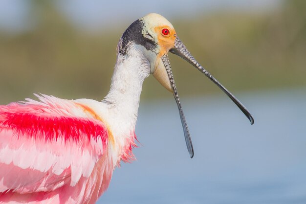 写真 鳥のクローズアップ