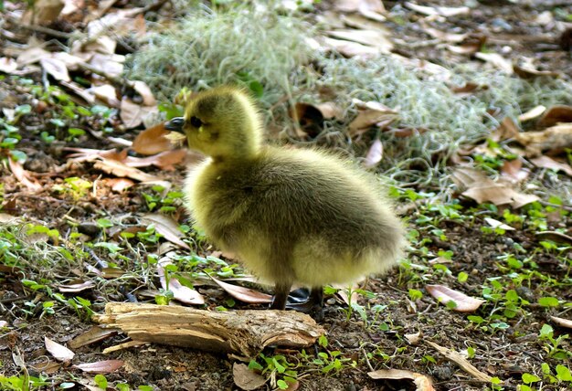 写真 鳥のクローズアップ