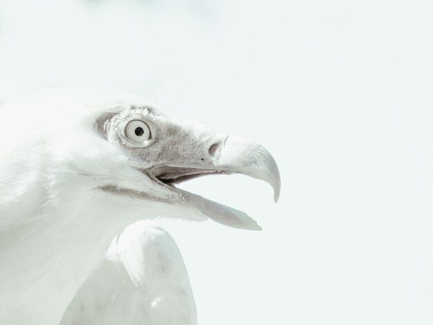 写真 鳥のクローズアップ