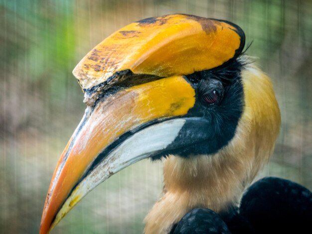 写真 鳥のクローズアップ