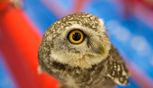 写真 鳥のクローズアップ