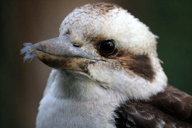 写真 鳥のクローズアップ