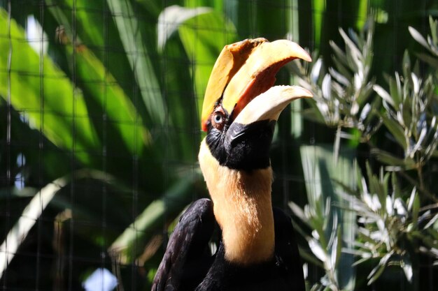 写真 鳥のクローズアップ