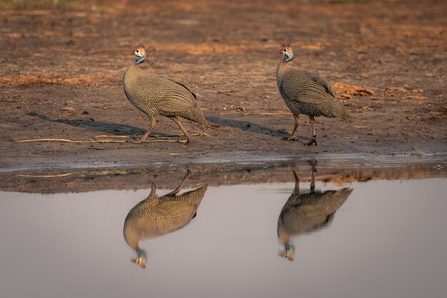 写真 鳥のクローズアップ