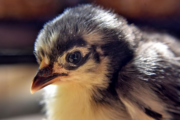 写真 鳥のクローズアップ