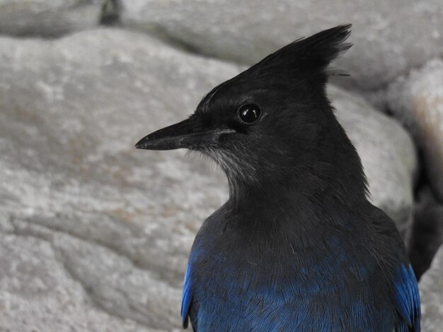 写真 鳥のクローズアップ