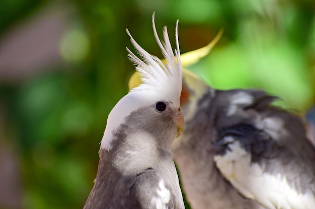 写真 鳥のクローズアップ