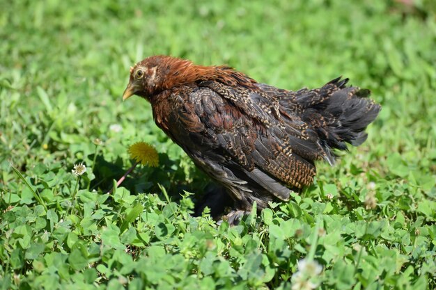 写真 鳥のクローズアップ