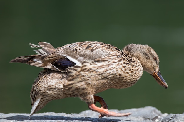 写真 鳥のクローズアップ