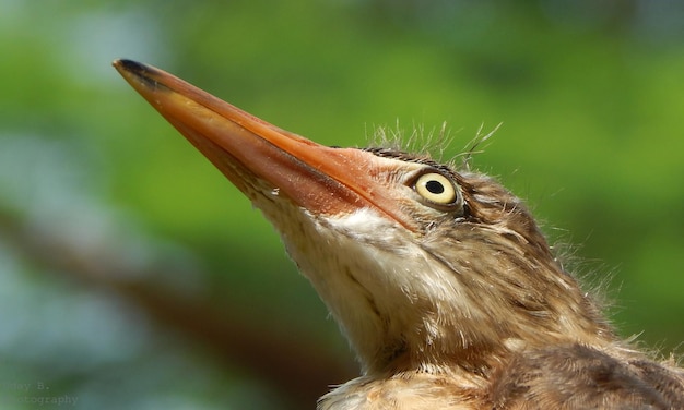 写真 鳥のクローズアップ